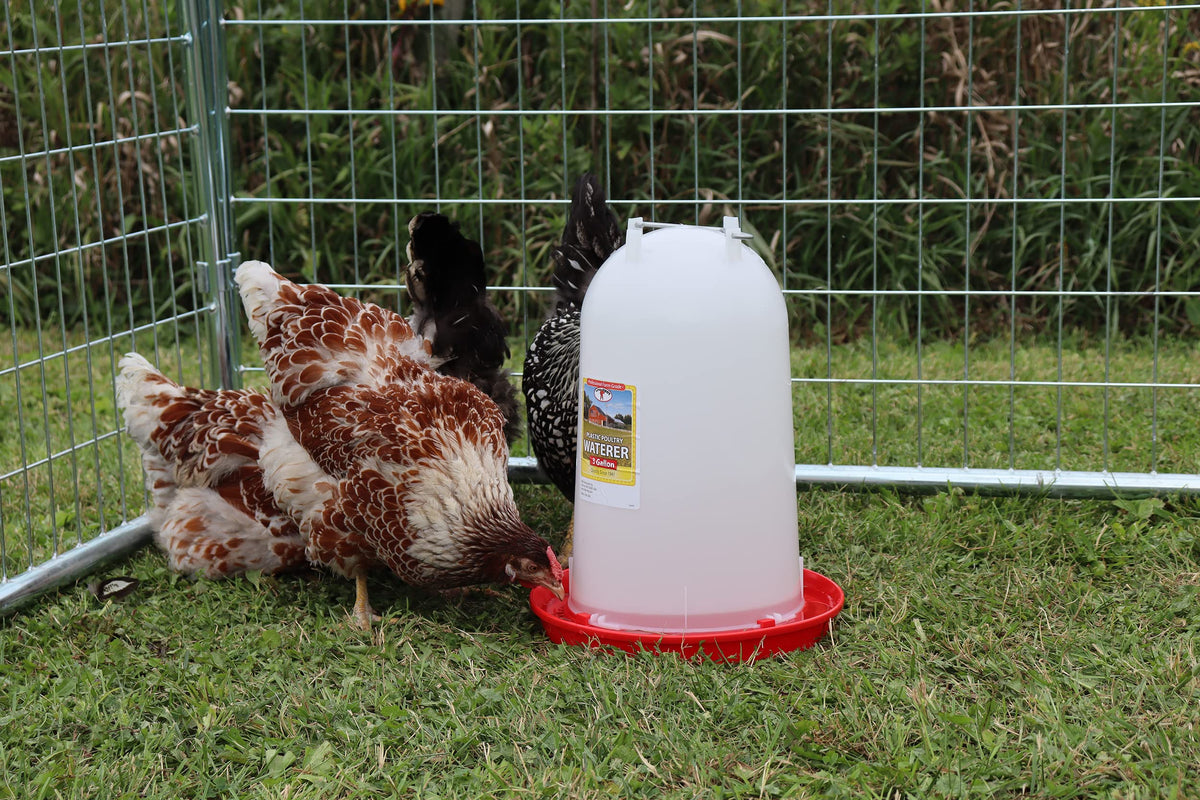 3 Gallon Plastic Poultry Waterer with Handle S664